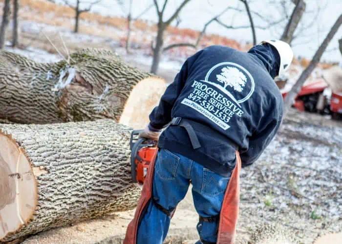 Tree Removal Services